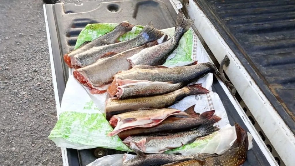 Provincia controla y fiscaliza productos pesqueros previo a Semana&nbsp;Santa