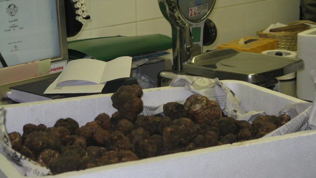 Chubut será anfitriona del Taller Internacional de Introducción a la&nbsp;Truficultura