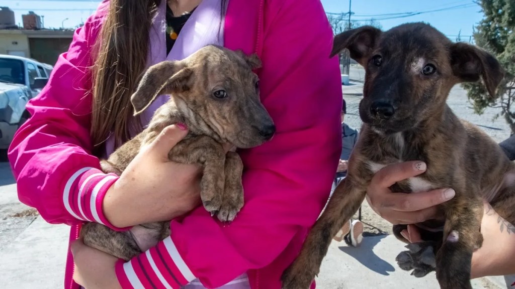 El área de Veterinaria Municipal continúa con la Campaña de Adopción Responsable de caninos y&nbsp;felinos
