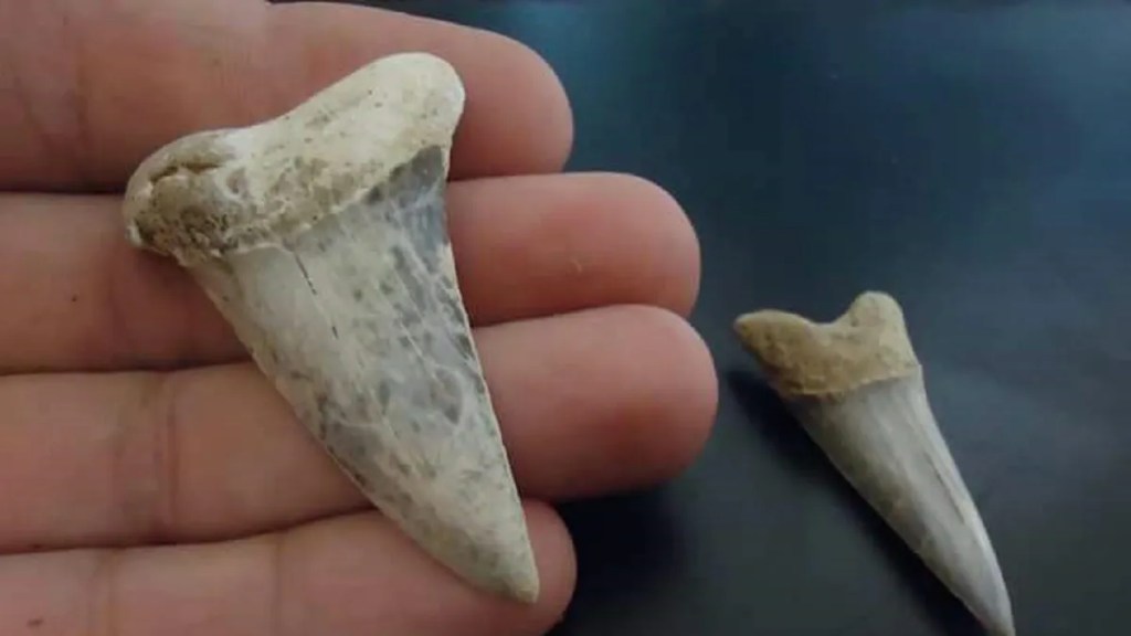 Provincia recuerda la importancia de la conservación del patrimonio paleontológico, arqueológico e&nbsp;histórico