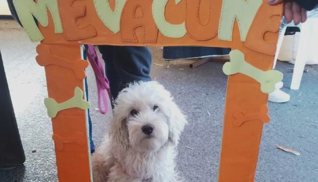 Veterinaria Municipal de Rawson refuerza la Campaña de Vacunación&nbsp;Antirrábica