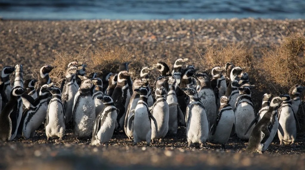 Punta Tombo, Trelew, XI Fiesta del Pingüino, charlas de concientización, turismo responsable, Área Natural Protegida, conservación, estudiantes, turismo sustentable, biodiversidad, pingüinos, charlas educativas, escuelas de Trelew, educación ambiental, fauna patagónica, proyecciones educativas