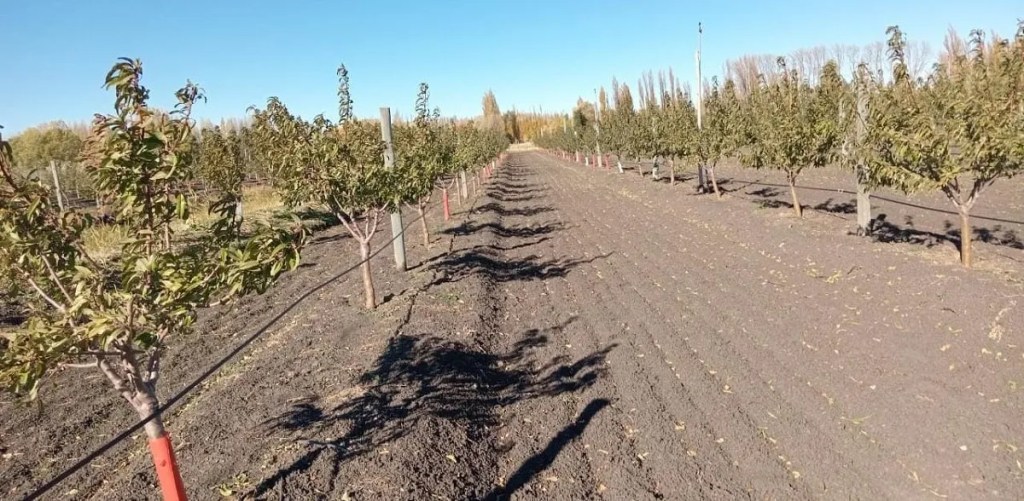 Diversificación productiva: el Municipio acompaña a productor de&nbsp;almendros