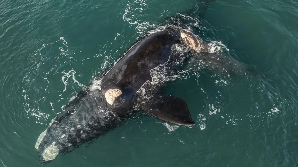 Puerto Pirámides, Semana de la Ballena, Día Nacional de la Ballena, ballena franca austral, conservación, medio ambiente, Jorge Perversi, Yhosva Montoya, turismo, actividades gratuitas, Patagonia, charlas educativas, limpieza de playas, Alive, Garra