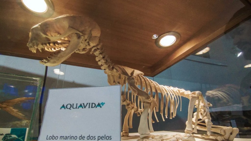 La Municipalidad participó de la Muestra Colectiva de los Museos en&nbsp;Rawson