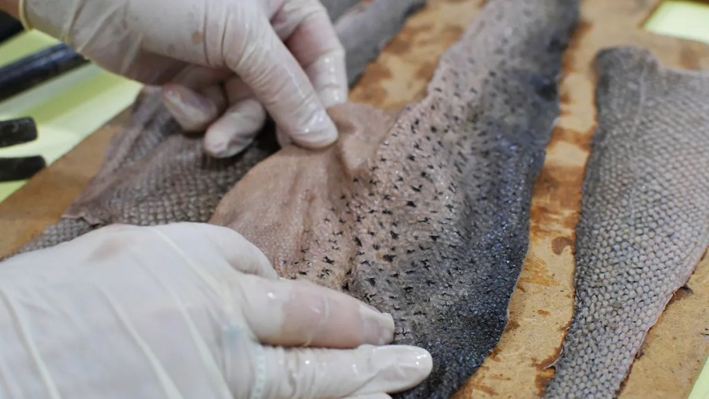 Provincia capacitó a artesanos y diseñadores chubutenses en el curtido de pieles de&nbsp;pescado