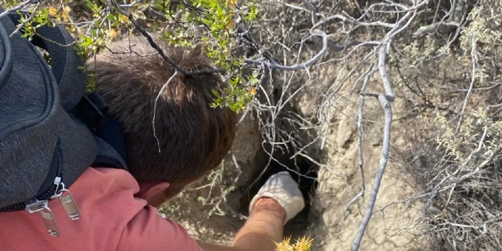 Becario de Chubut llevó adelante un revelador estudio de la supervivencia de arañas viudas negras durante el invierno en la&nbsp;Patagonia