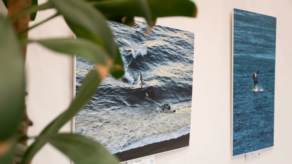 El Gobierno del Chubut presentó una muestra fotográfica sobre orcas en Península&nbsp;Valdés