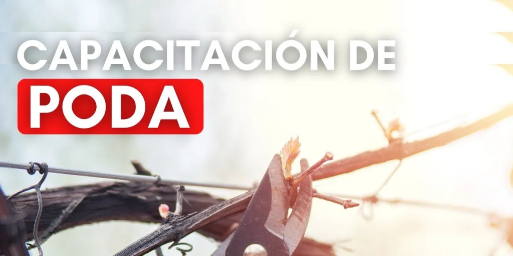 El Municipio realizará una capacitación sobre poda de arbolado urbano y plantas&nbsp;ornamentales