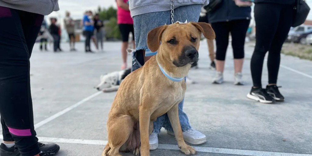 Trelew, castración de mascotas, Zoonosis, tenencia responsable, bienestar animal, control poblacional, jornada de castración, Tiro Federal, salud pública, protectoras de animales, castración de mascotas, Trelew, quirófano móvil, campaña de castración, Zoonosis Trelew, perros y gatos, Santa Catalina Trelew, castración gratuita, salud animal, mascotas Trelew, control de natalidad, cronograma castración, quirófano Trelew, atención veterinaria gratuita, barrios de Trelew