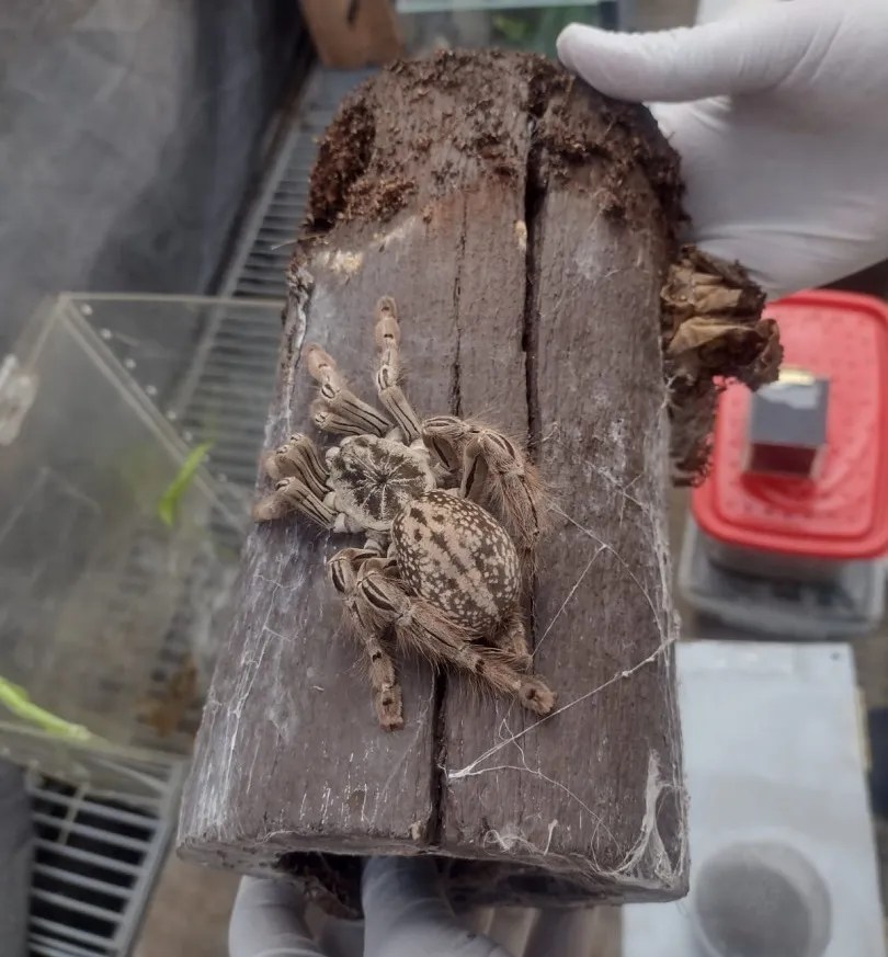 allanamiento, Córdoba, Gendarmería Nacional, venta ilegal, arañas, escorpión, serpiente, tráfico de fauna, biodiversidad, Policía Ambiental