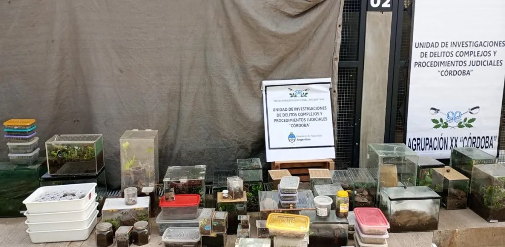 allanamiento, Córdoba, Gendarmería Nacional, venta ilegal, arañas, escorpión, serpiente, tráfico de fauna, biodiversidad, Policía Ambiental