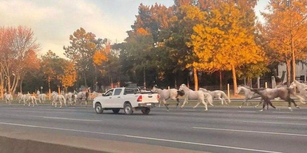 Caballos sueltos, Panamericana, autopista, caos, Campo de Mayo, Don Torcuato, Regimiento de Granaderos, desfile, La Rural, viral, redes sociales, Seguridad Vial