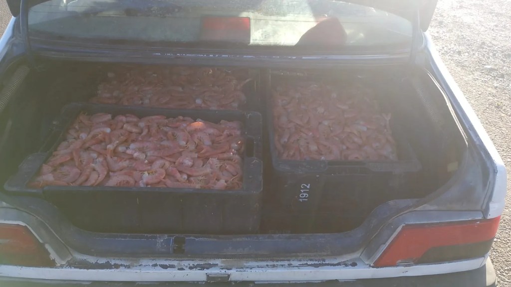 Detenido en Rawson por golpear a un agente y transporte ilegal de&nbsp;langostinos