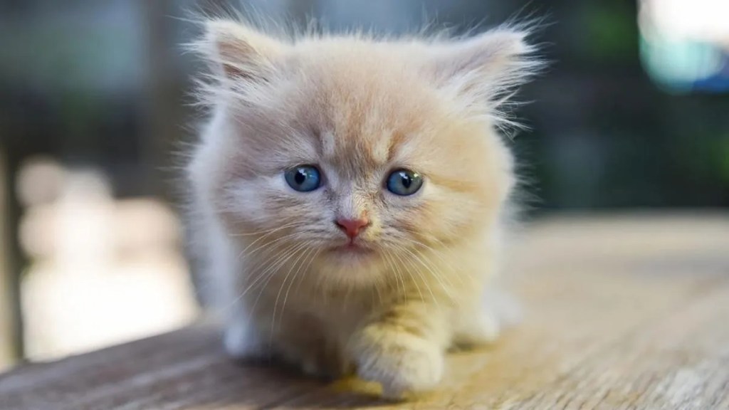 Cómo proteger a tus gatos de peligros ocultos en&nbsp;casa