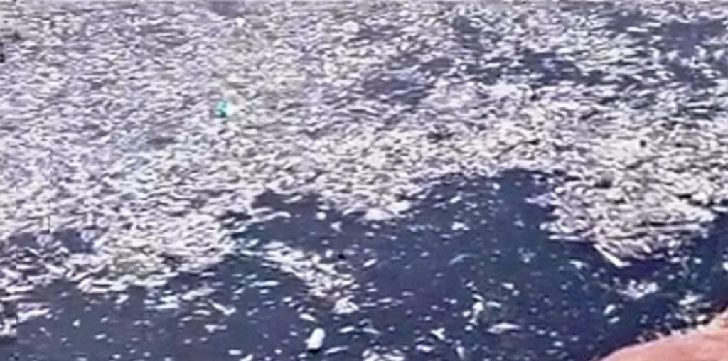 contaminación ambiental, río Arrecifes, peces muertos, falta de oxígeno, Nahuel Pallitto, Alejandra Oviedo, San Antonio de Areco, Carmen de Areco, tragedia ecológica, biodiversidad, medio ambiente, políticas de control, saneamiento de ríos, recursos naturales, protección ambiental, región bonaerense