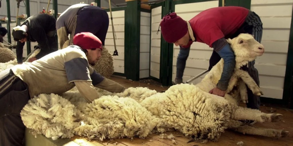 Provincia convoca a empresas de esquila a inscribirse en el registro de Comercio&nbsp;Interior