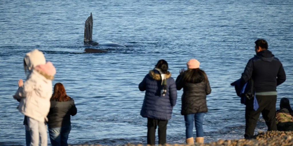 Puerto Madryn, turismo, vacaciones de invierno, ocupación hotelera, Gustavo Sastre, Ecocentro, avistaje de ballenas, Secretaría de Turismo, familias, actividades recreativas, Ciudad Autónoma de Buenos Aires, Provincia de Buenos Aires, transporte turístico, Área Natural Protegida El Doradillo