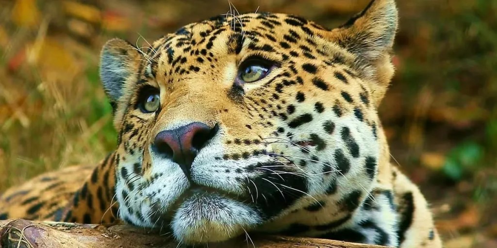 yaguareté, caza furtiva, Formosa, especie en peligro de extinción, justicia provincial, Administración de Parques Nacionales, conservación de fauna, biodiversidad, felinos de América, Cristian Hansen, Gabriela Soledad Plazas, Ley de Conservación de Fauna, daño ambiental