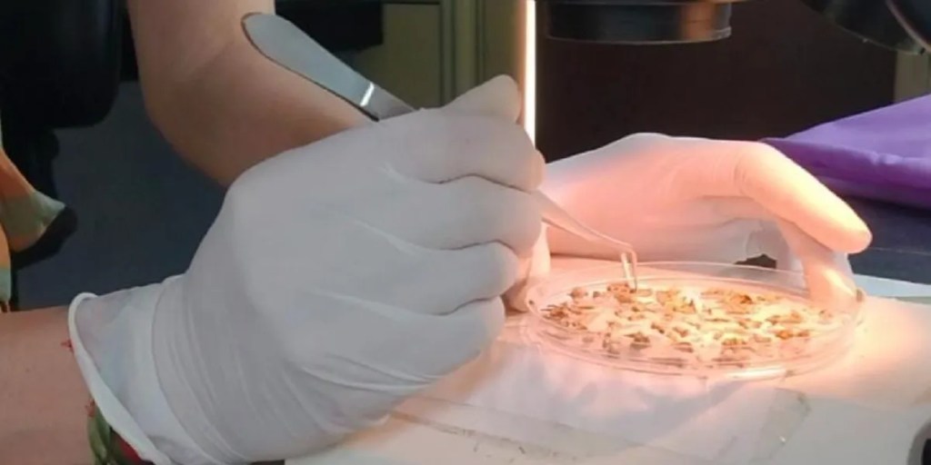 gatos ferales, Isla Tova, Chubut, pingüinos de Magallanes, CONICET, CENPAT, biodiversidad, ecosistemas insulares, especies introducidas, conservación, fauna nativa, Parque Patagonia Austral, investigación científica, impacto ambiental, especies nativas