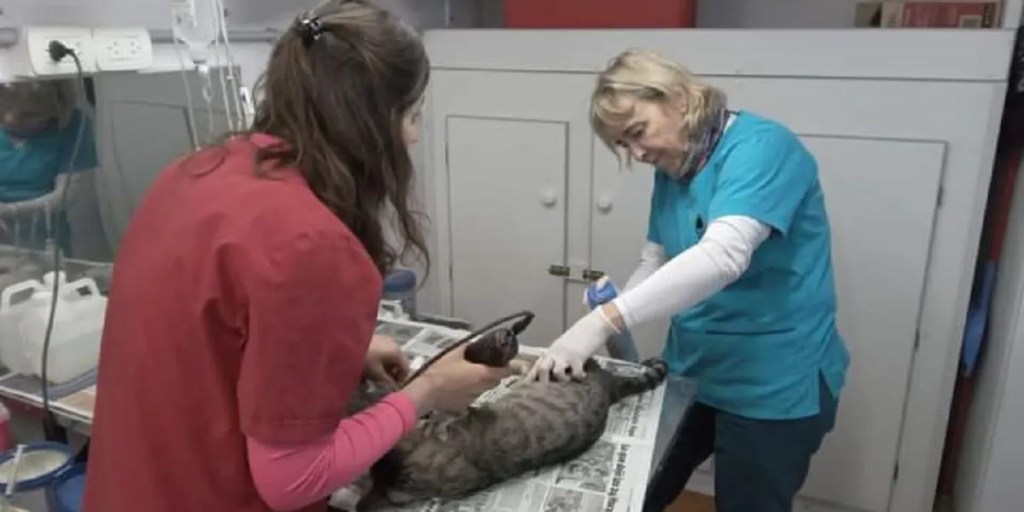 Conocé las nuevas fechas de la campaña de castración en&nbsp;Trelew