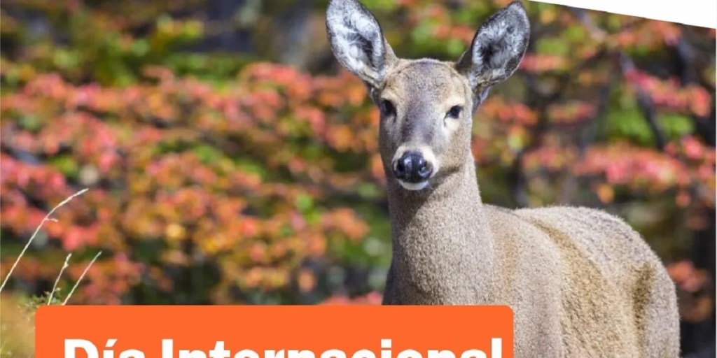 Semana de actividades educativas en Lago Puelo por el Día Internacional del&nbsp;Huemul