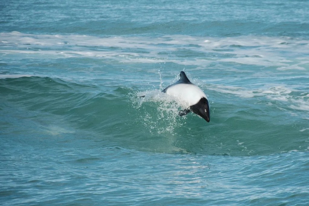 avistaje de toninas, Rawson, Puerto de Rawson, turismo en Rawson, delfines patagónicos, Playa Unión, Ente Mixto Rawson Turístico, EMRaTur, Natalia García, turismo sustentable, temporada de toninas, mes aniversario Rawson, avistaje de fauna marina, paseo náutico, turismo en Chubut