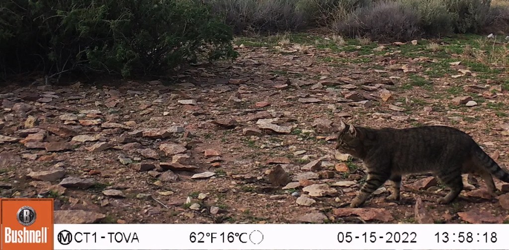 gatos ferales, Isla Tova, Chubut, pingüinos de Magallanes, CONICET, CENPAT, biodiversidad, ecosistemas insulares, especies introducidas, conservación, fauna nativa, Parque Patagonia Austral, investigación científica, impacto ambiental, especies nativas