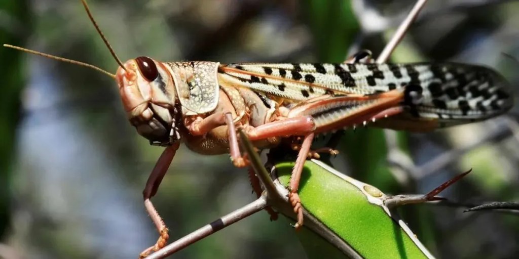 langostas, Córdoba, Valle de Punilla, Sierras Chicas, invasión de insectos, Marcos Blanda, Ministerio de Bioagroindustria, Senasa, INTA, plaga