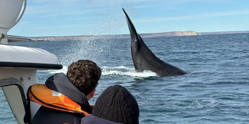 Puerto Madryn, turismo, promoción internacional, Inprotur, operadores mayoristas, influencers, avistaje de ballenas, Visit Argentina Connect, turismo sostenible, naturaleza, redes sociales, turismo regional, América Latina, Península Valdés