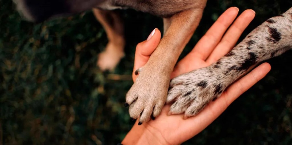 Rescatan a un perro maltratado y el dueño quedó imputado por crueldad&nbsp;animal