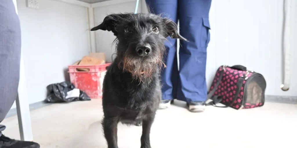 DATO | Continúan las campañas gratuitas para mascotas en&nbsp;Madryn