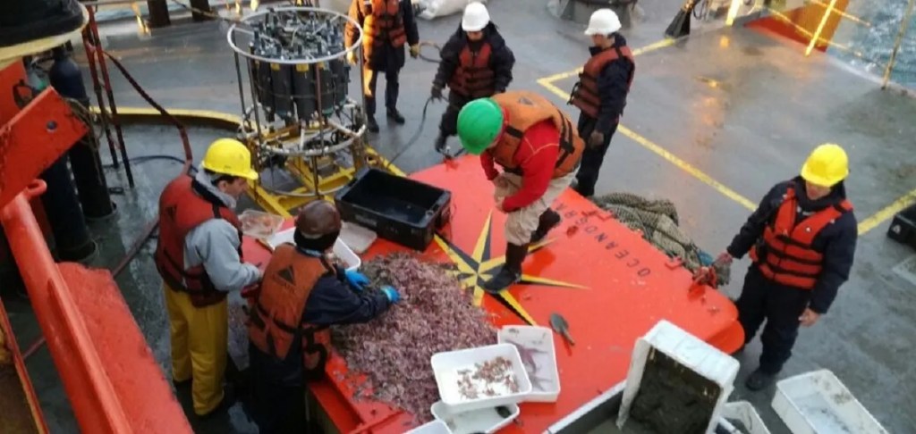 Descubren nueva especie de microalga en el Golfo San&nbsp;Jorge