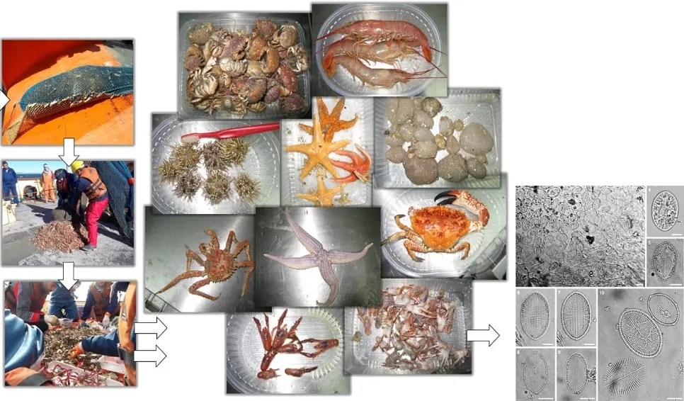 Cocconeis patagonica, Diatomea marina, Golfo San Jorge, Biodiversidad marina, IIDEPyS, CONICET, UNPSJB, Investigación científica, Pampa Azul, Pseudogomphonema kamtschaticum, Adrián Cefarelli, Martín Varisco, Nelson Bovcon, Fitoplancton, Microalgas, Biología marina