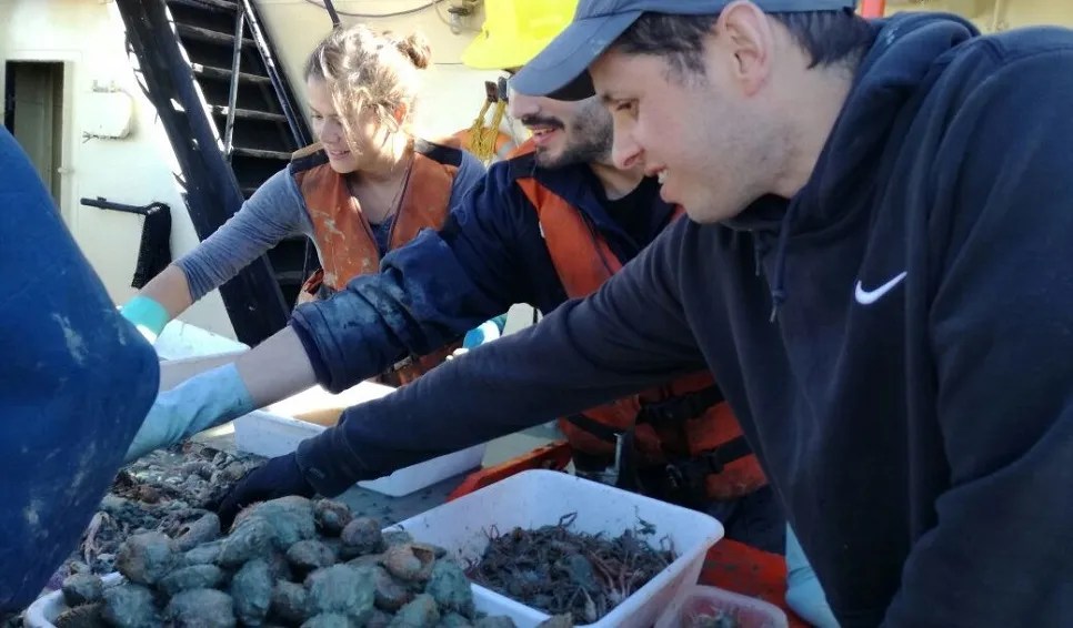 Cocconeis patagonica, Diatomea marina, Golfo San Jorge, Biodiversidad marina, IIDEPyS, CONICET, UNPSJB, Investigación científica, Pampa Azul, Pseudogomphonema kamtschaticum, Adrián Cefarelli, Martín Varisco, Nelson Bovcon, Fitoplancton, Microalgas, Biología marina