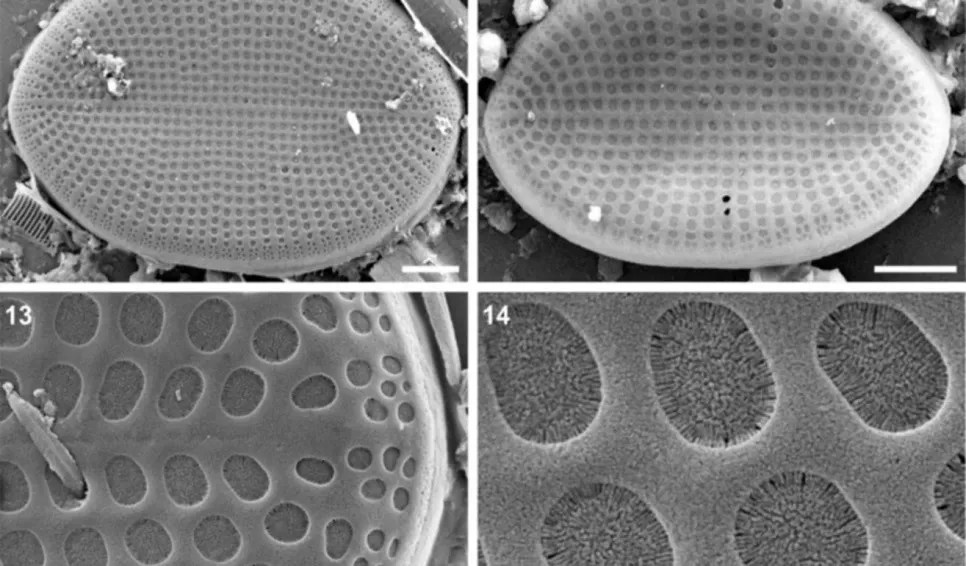 Cocconeis patagonica, Diatomea marina, Golfo San Jorge, Biodiversidad marina, IIDEPyS, CONICET, UNPSJB, Investigación científica, Pampa Azul, Pseudogomphonema kamtschaticum, Adrián Cefarelli, Martín Varisco, Nelson Bovcon, Fitoplancton, Microalgas, Biología marina