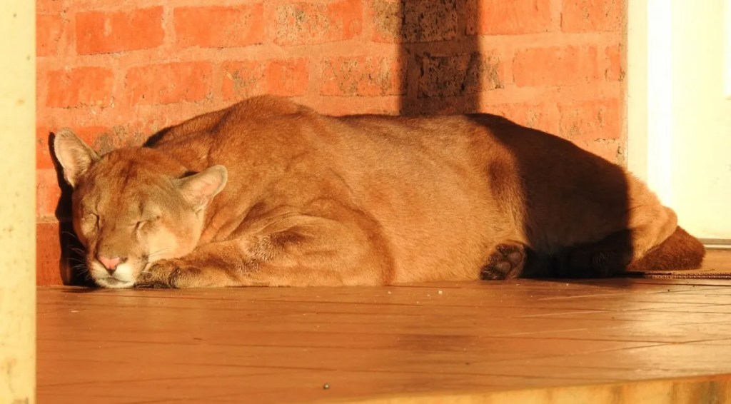puma herido, rescate animal, Corrientes, Gendarmería, Flora y Fauna, Centro de Conservación Aguará, fauna silvestre, Puma Concolor, seguridad animal, protección de la fauna, conservación de animales, gendarmes, animales salvajes, vida silvestre, conservación ambiental
