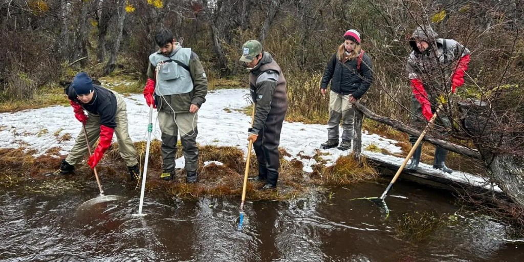 Campaña de captura y desove de trucha marrón en Laguna&nbsp;Larga