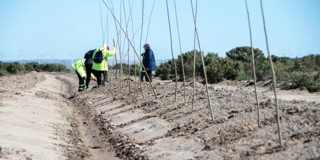 Rawson, forestación, agua de reúso, desarrollo sustentable, medio ambiente, Miguel Larrauri, Cooperativa de Servicios Públicos, riego sostenible, cordón forestal, gestión de recursos, conservación, río Chubut, sostenibilidad, especies nativas, espacio verde, política ambiental