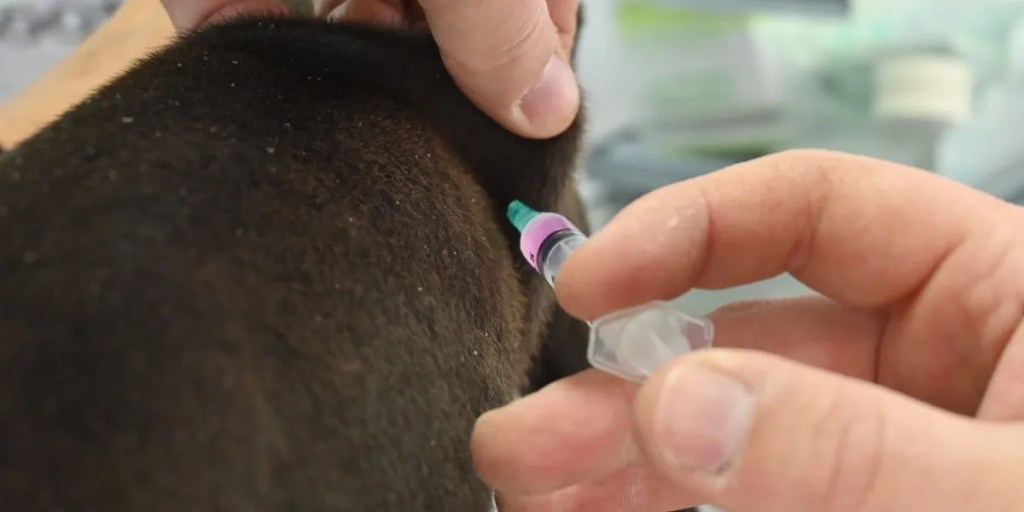 Puerto Madryn, vacunación antirrábica, castraciones gratuitas, cuidado responsable, mascotas, desparasitación, perros, gatos, barrio El Porvenir, barrio Roca, Municipalidad de Puerto Madryn, Zoonosis, veterinaria, salud animal, campaña gratuita, comunidad