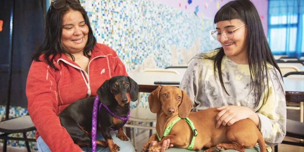 castración masiva, mascotas, Rawson, tenencia responsable, Fundación Patitas Rawsenses, Noelia Sánchez, Angela Álvarez, salud pública, adopción de mascotas, vacunación antirrábica, cuidado animal, sobrepoblación animal, centro de recuperación animal, felinos, caninos, bienestar animal,