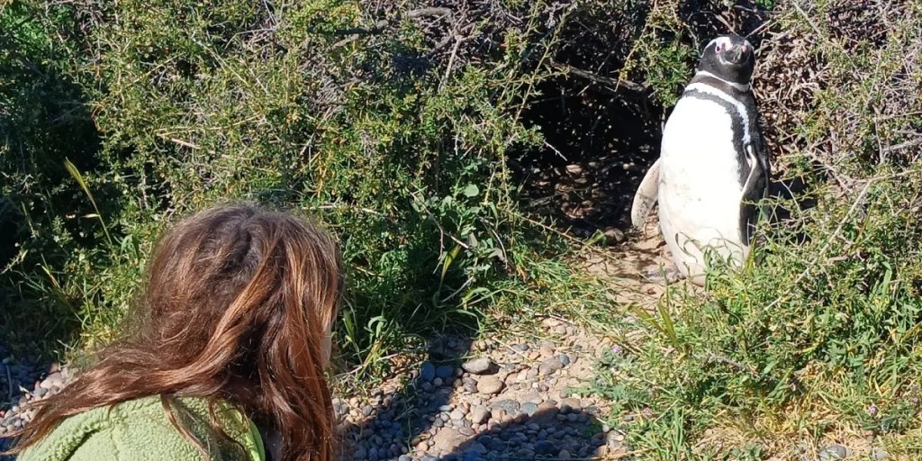 Punta Tombo, Chubut, Ignacio Torres, Diego Lapenna, Gerardo Merino, Pingüinos de Magallanes, turismo en Chubut, avistaje de pingüinos, temporada turística, descuento para residentes, conservación de fauna, Áreas Naturales Protegidas, bonificación de entradas, turismo sustentable, Trelew, ENTRETUR