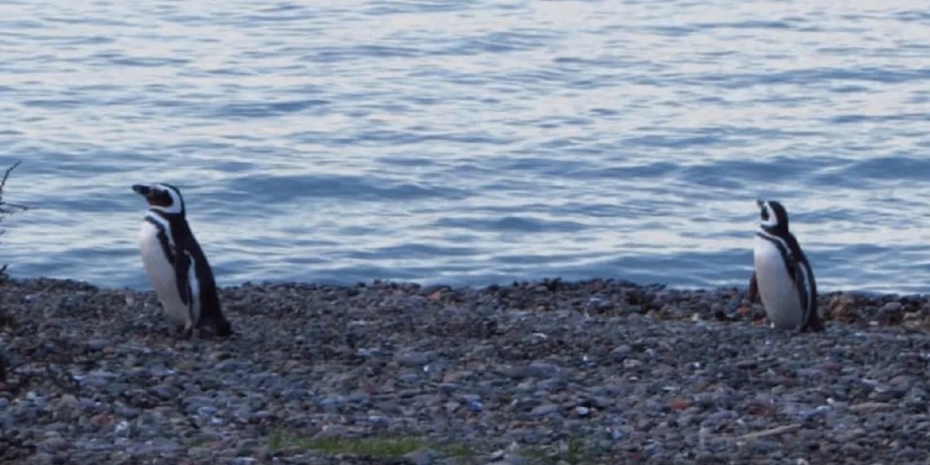 Comenzó la llegada de pingüinos a Punta Tombo: se prepara el inicio de la&nbsp;temporada