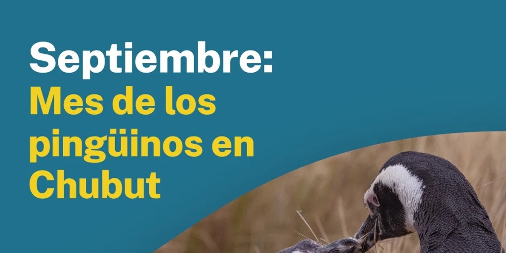 Chubut abre la temporada de pingüinos de Magallanes 2024-2025 con doble&nbsp;apertura