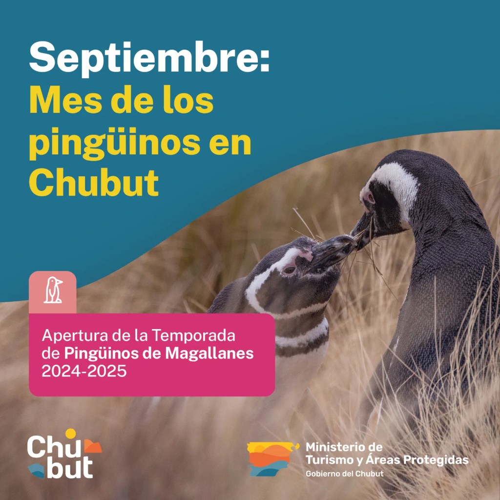 Chubut, Punta Tombo, Cabo Dos Bahías, Temporada de Pingüinos, Turismo en Chubut, Pingüinos de Magallanes, Conservación, Áreas Naturales Protegidas, Ignacio Torres, ENTRETUR, Ministerio de Turismo, Península Valdés, Patagonia, Camarones, Guardaparques, Actividades turísticas
