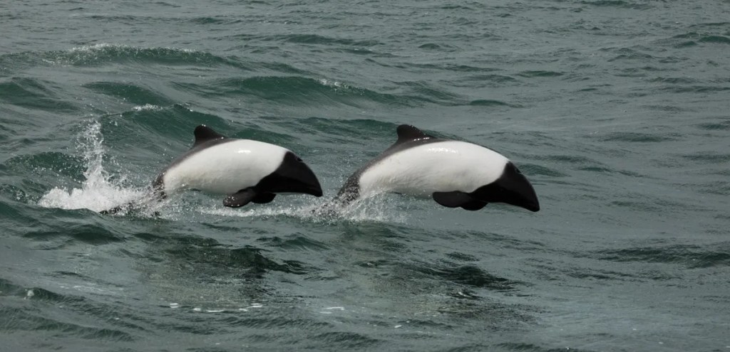 avistaje de toninas, temporada 2024-2025, Puerto de Rawson, Playa Unión, turismo en Chubut, fauna marina, delfines patagónicos, Nacho Torres, Ministerio de Turismo, turismo sustentable, conservación de fauna, atractivos turísticos Chubut, Muelle John Murray Thomas, avistaje de delfines, Rawson
