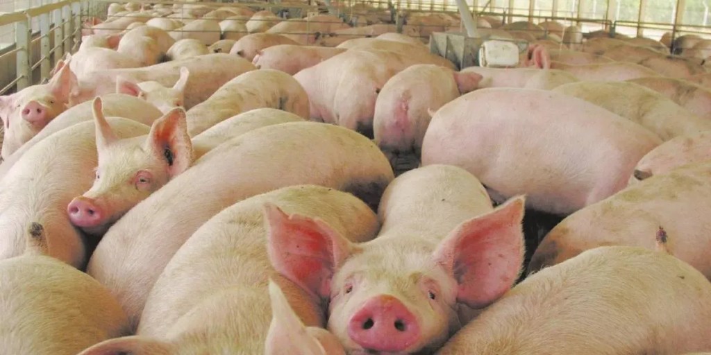 Detectan ocho casos de triquinosis en&nbsp;Córdoba