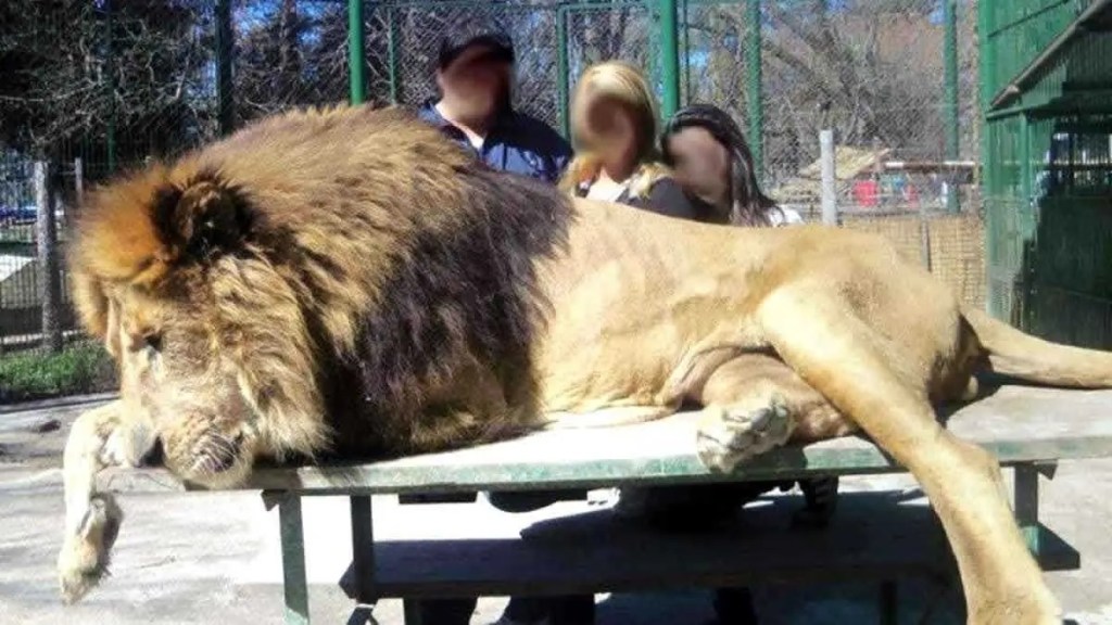 Ordenan continuar investigando el maltrato animal en el zoológico de&nbsp;Luján