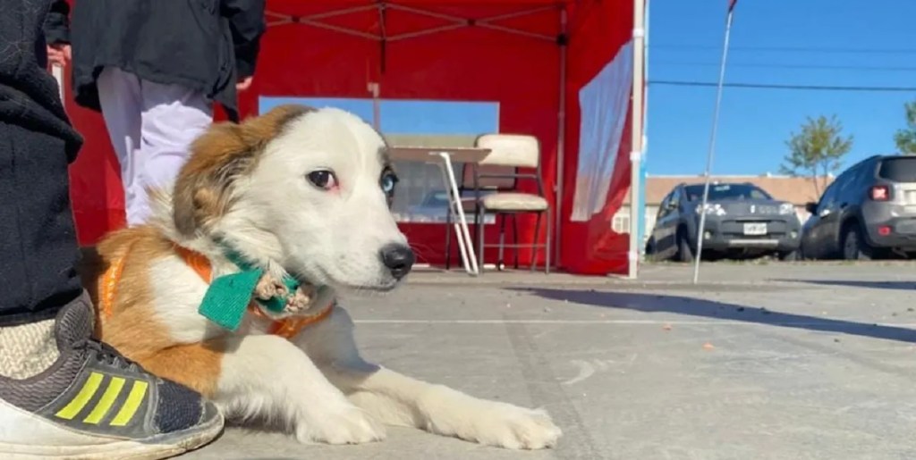 ¡Atención! Trelew cierra su segunda campaña anual de desparasitación de&nbsp;mascotas