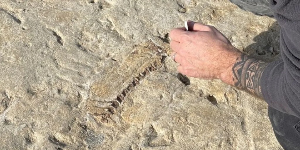 pez fósil, Puerto Pirámides, CENPAT, CONICET, peces teleósteos, perciformes, paleontología, fósil de pez, rescate fósil, ecosistemas antiguos, cadena trófica fósil, hallazgo paleontológico, fósiles en Argentina, cambio climático, investigación científica, fósiles marinos